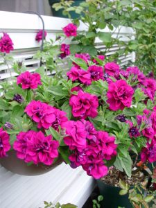 Cây trí Hình ảnh 1 cây hoa dạ yến thảo