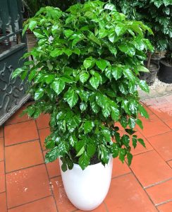 Cây trang trí Hình 2 cây hạnh phúc