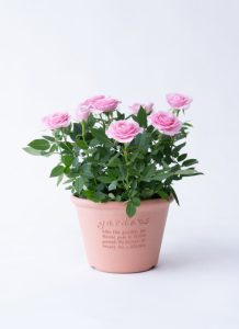 Hoa rang trí , Hoa hồng