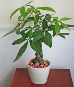 Cây kim ngân phong thủy – các loại cây trang trí quán cafe mang tài lộc