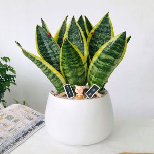 Cây lưỡi hổ xanh vàng – các loại cây trang trí quán cafe lọc không khí
