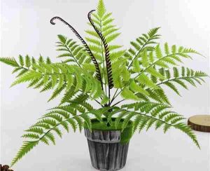 Cây dương xỉ treo giỏ – các loại cây trang trí quán cafe tạo không gian xanh